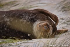 Robben_Helgoland2021_036