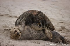 Robben_Helgoland2021_046