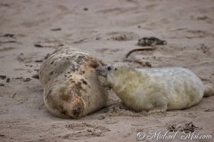 Robben_Helgoland2021_065